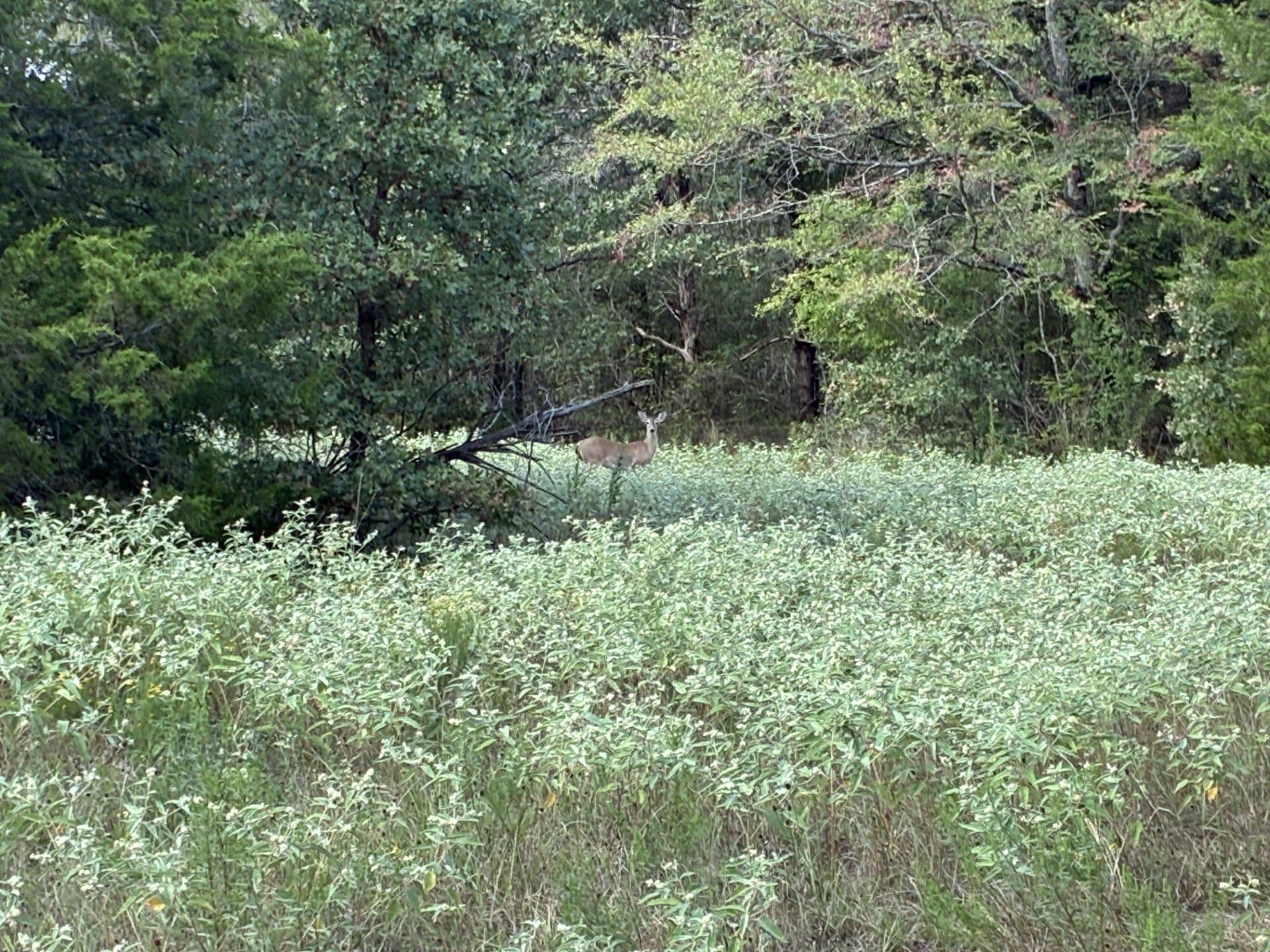 107.76 acres in Freestone County - photo 21