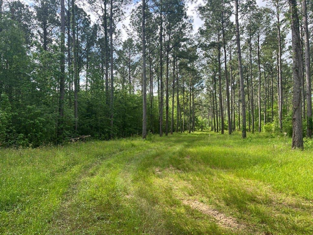 124 acres in Texas County gallery image 2