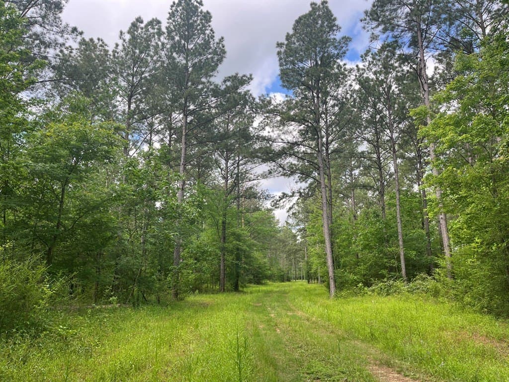 124 acres in Texas County gallery image 3