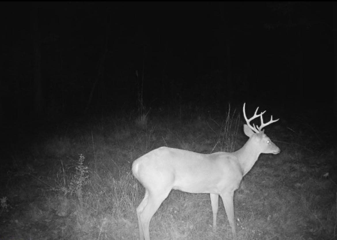 15.16 acres in Texas County gallery image 3