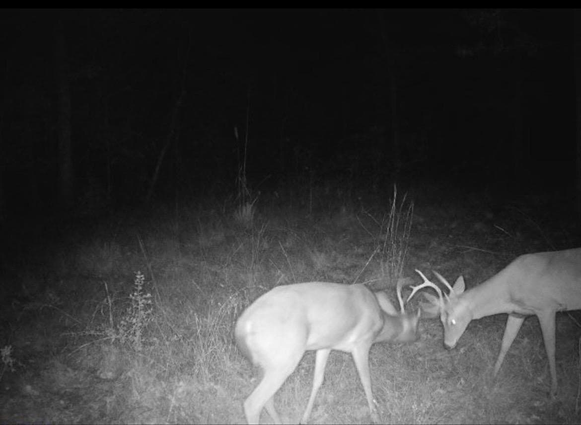 15.16 acres in Texas County gallery image 4