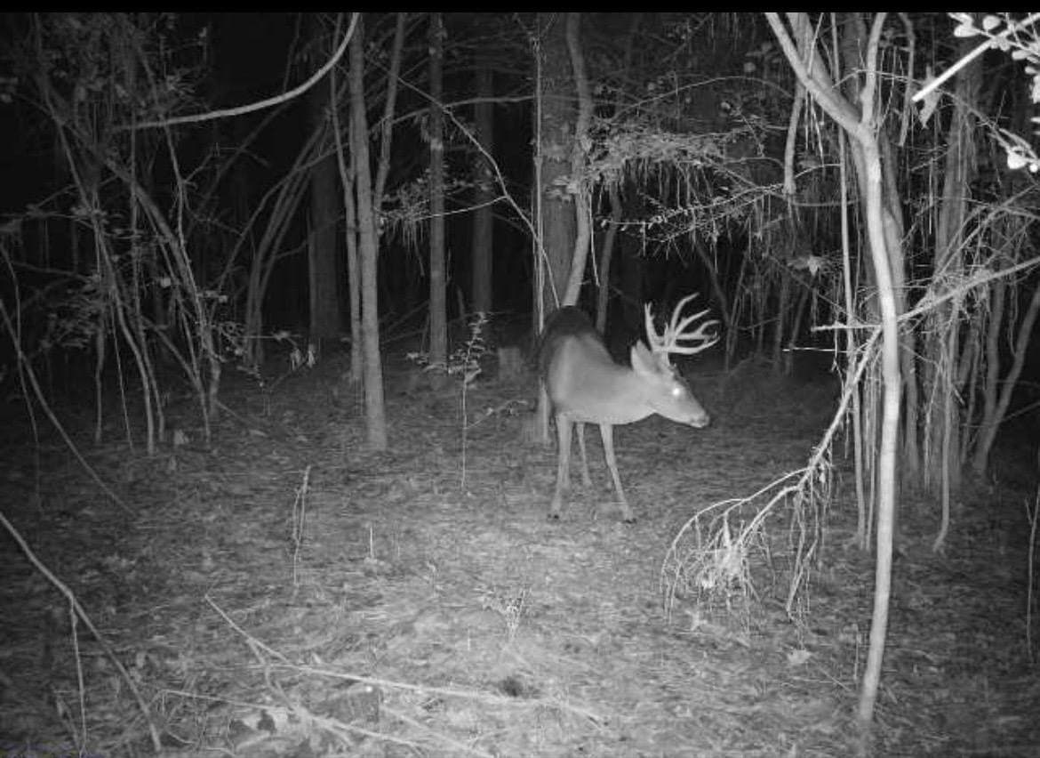 15.16 acres in Texas County - photo 9