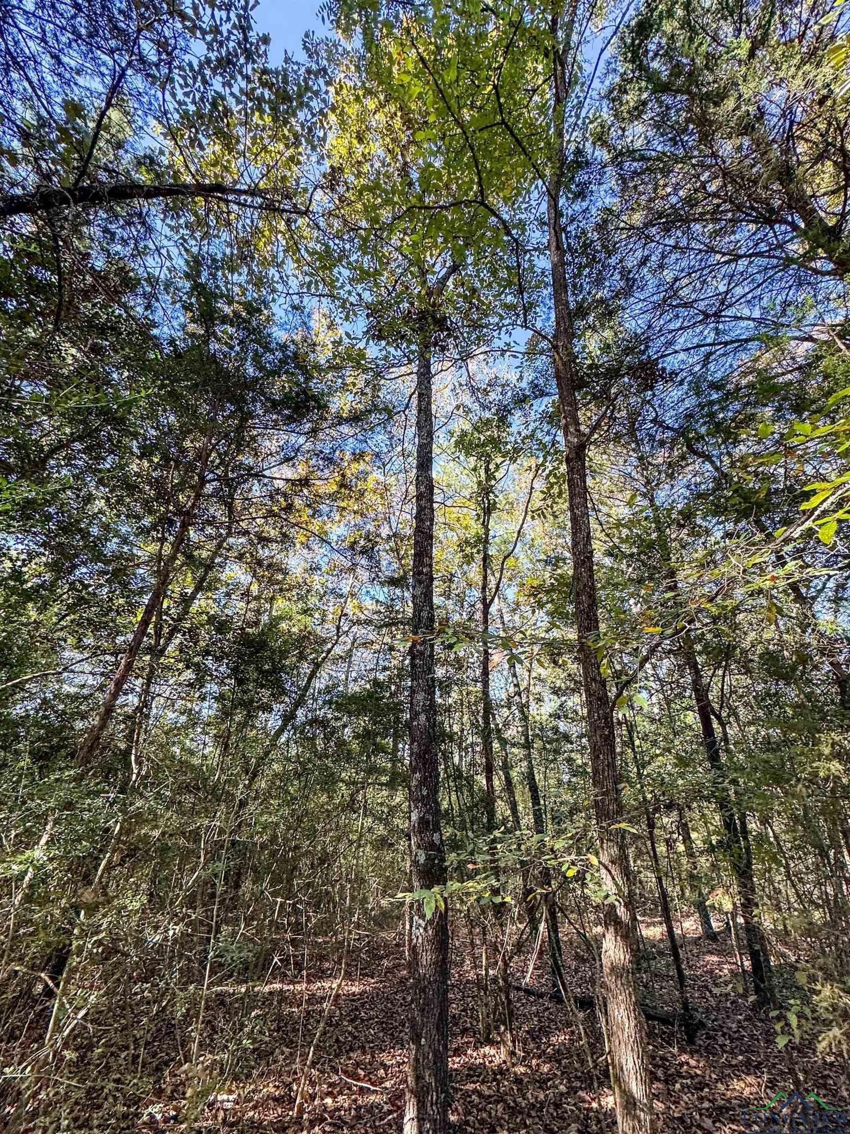 9.19 acres in Cass County featured view