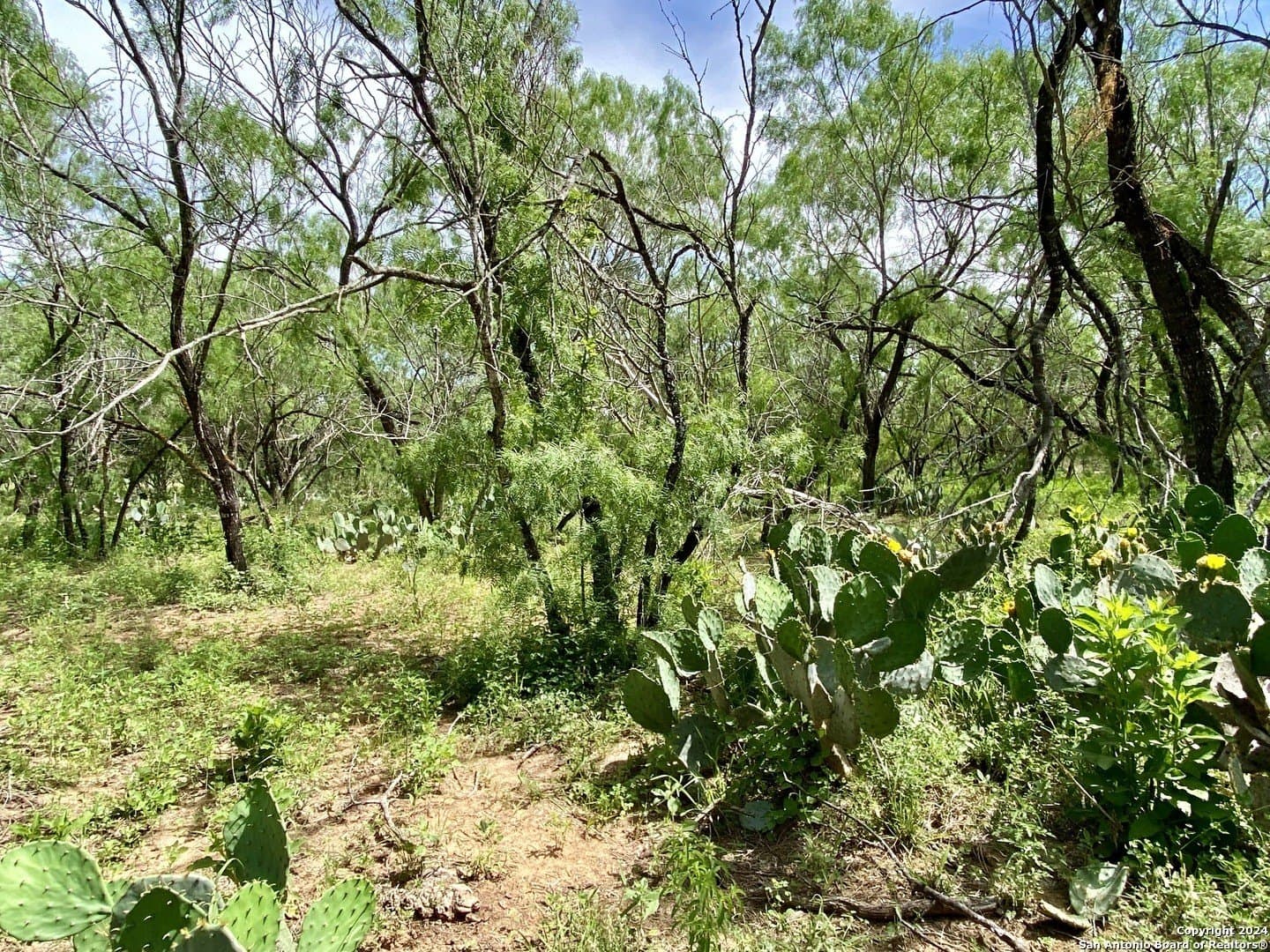 2 acres in Atascosa County featured view