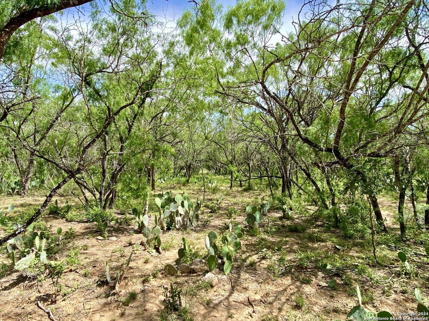 2 acres in Atascosa County gallery image 4