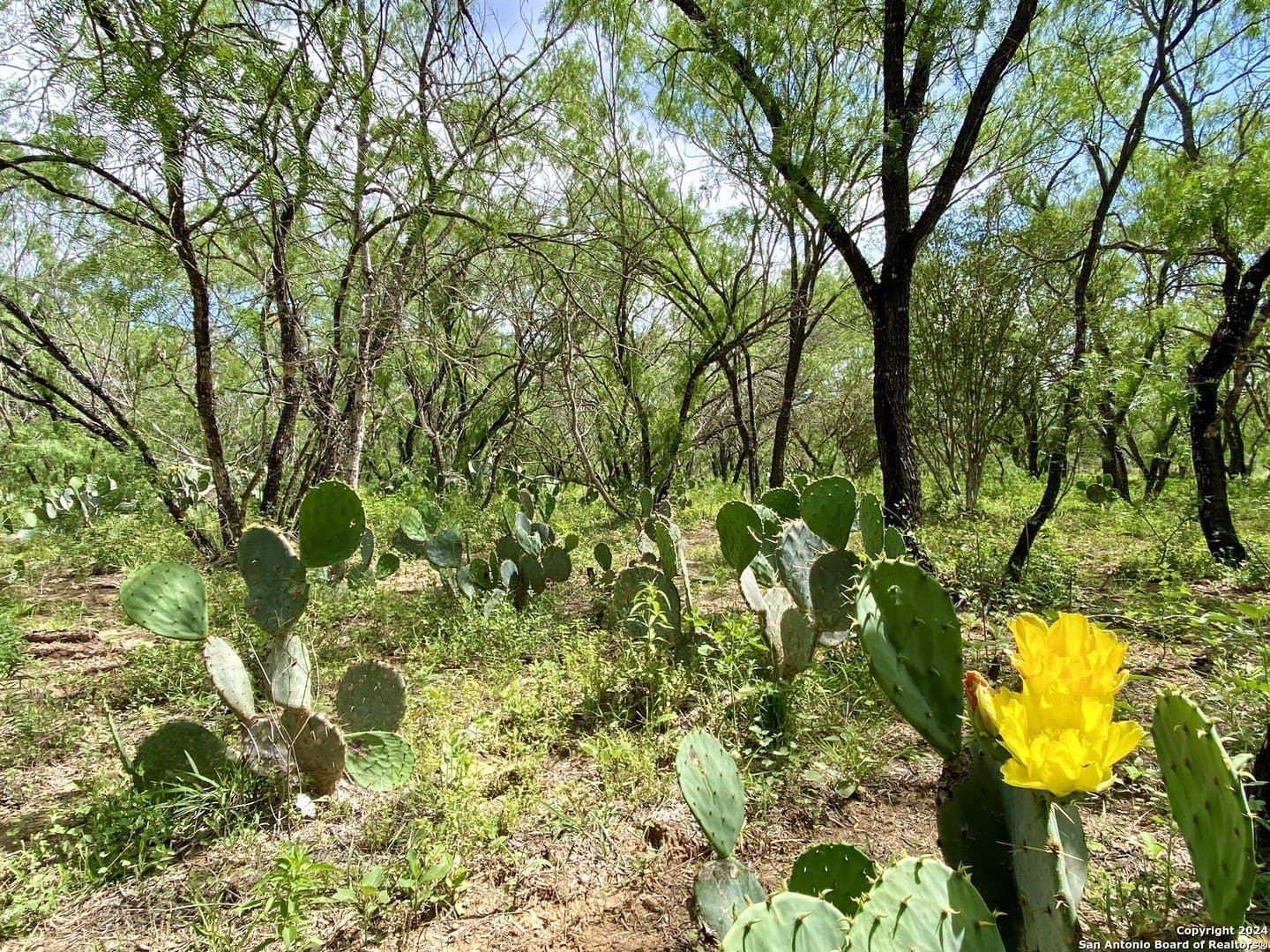 2 acres in Atascosa County gallery image 2