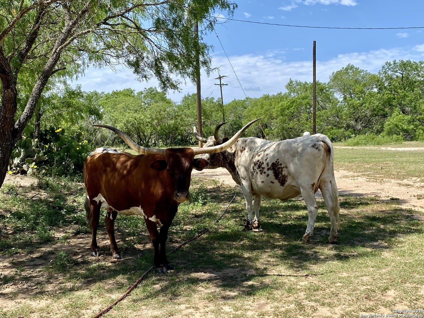 2 acres in Atascosa County - photo 24
