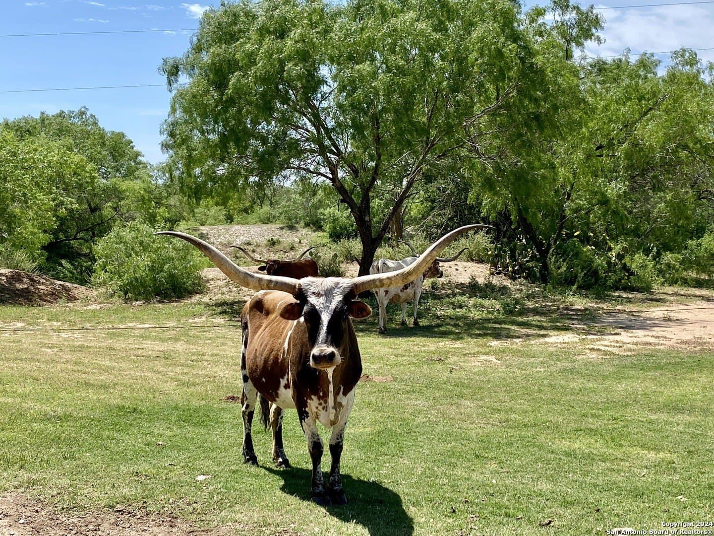2 acres in Atascosa County - photo 23