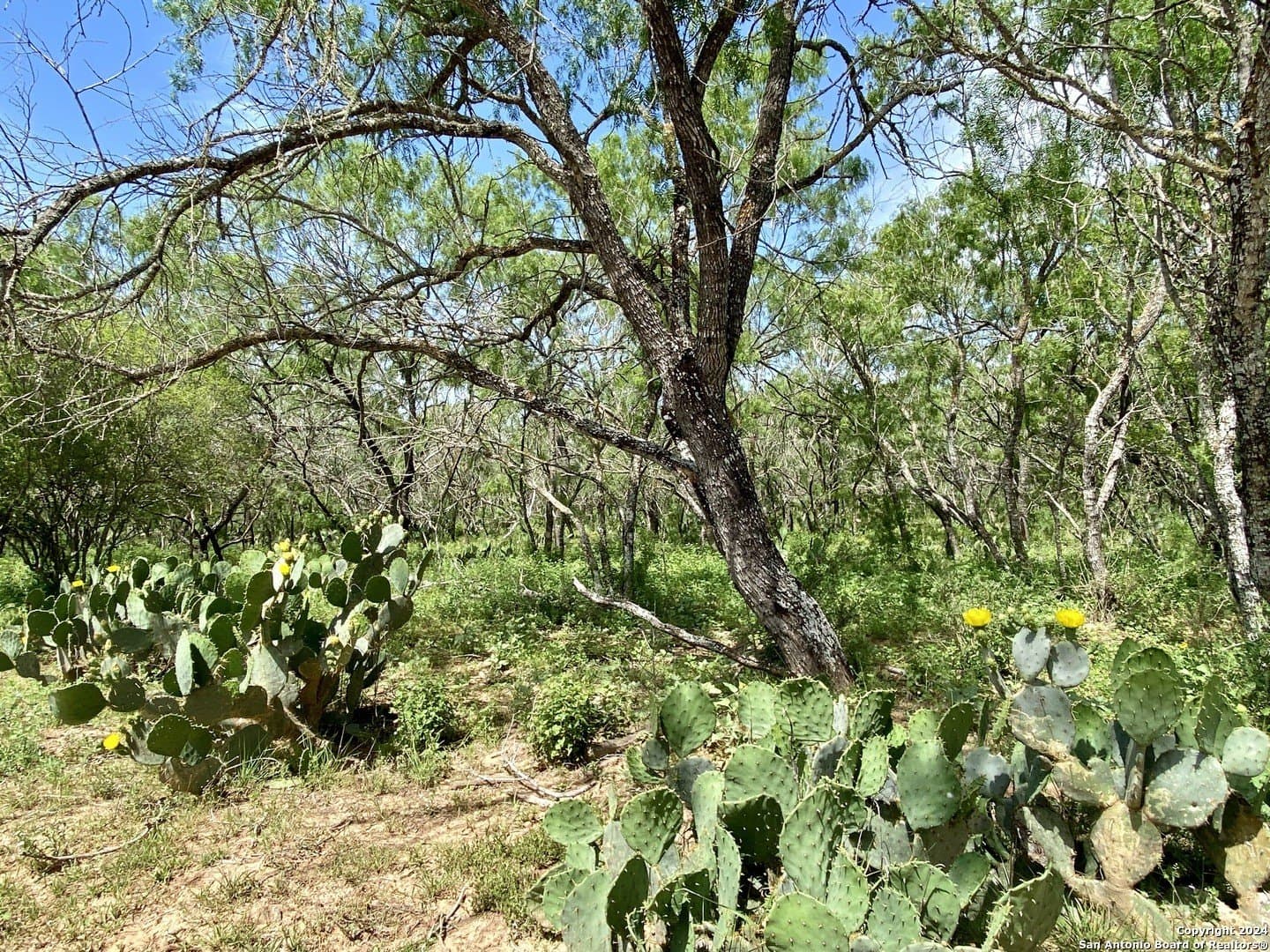 2 acres in Atascosa County - photo 8