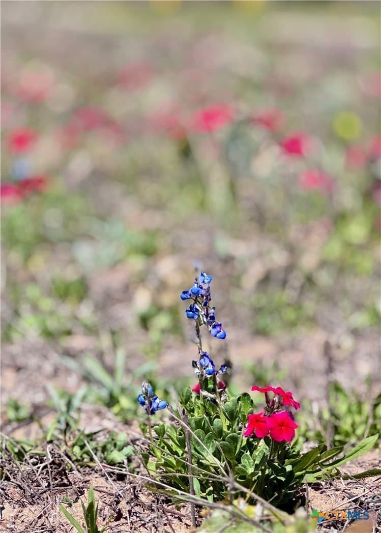 11 acres in Guadalupe County gallery image 2