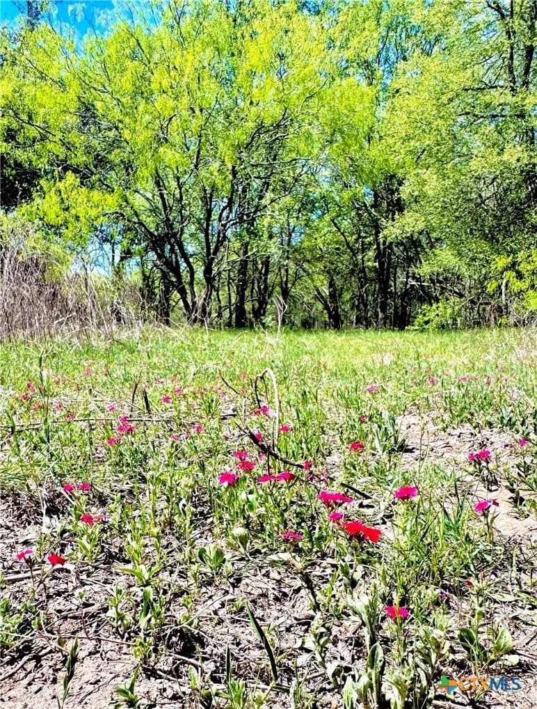 11 acres in Guadalupe County - photo 12