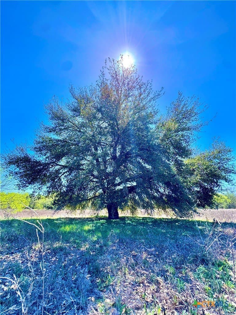 11 acres in Guadalupe County - photo 8