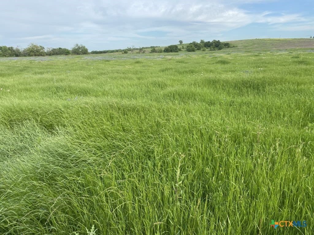 99.75 acres in Milam County - photo 24