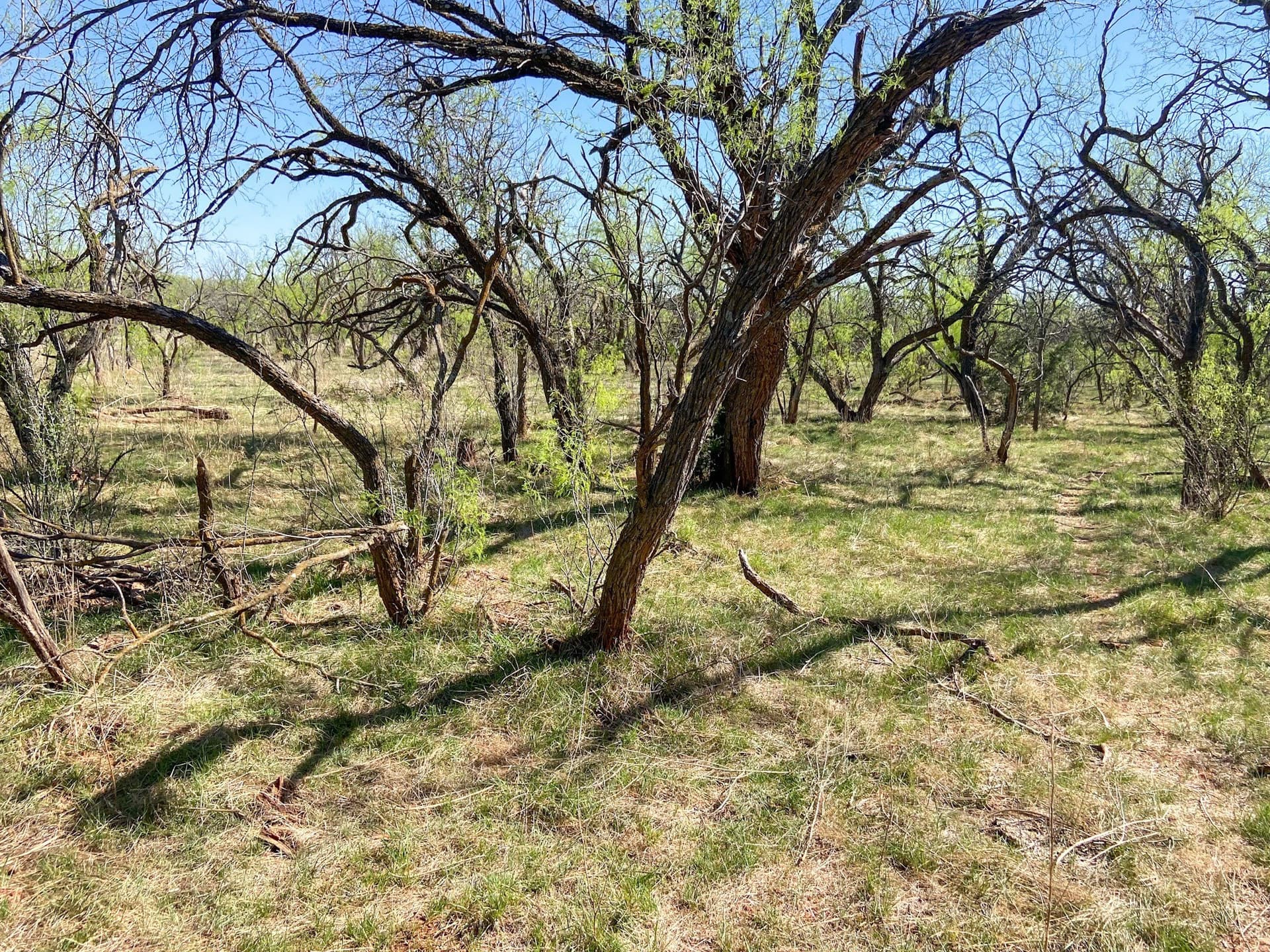 80 acres in Taylor County - photo 14