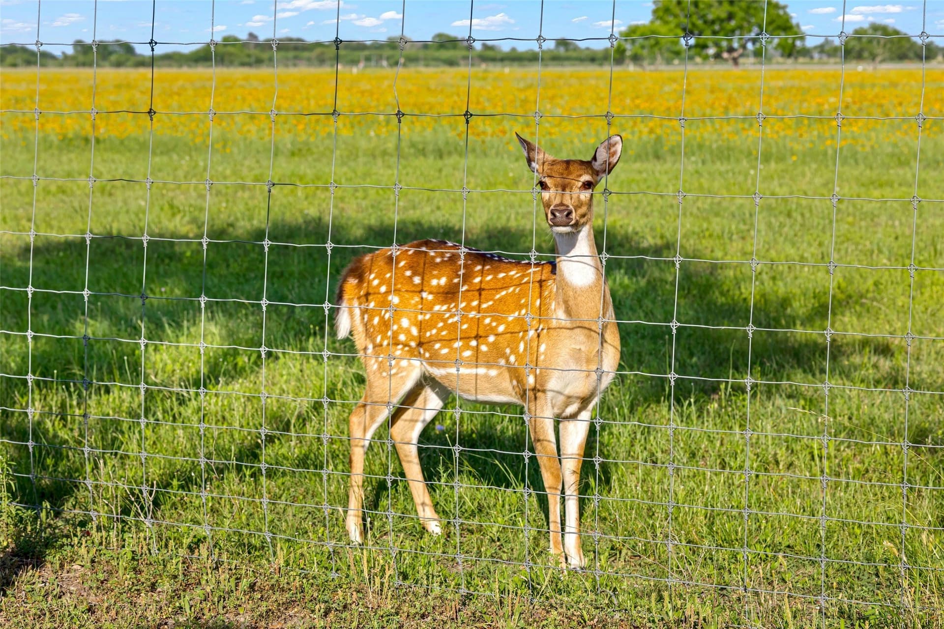 198.7 acres in Austin County - photo 28
