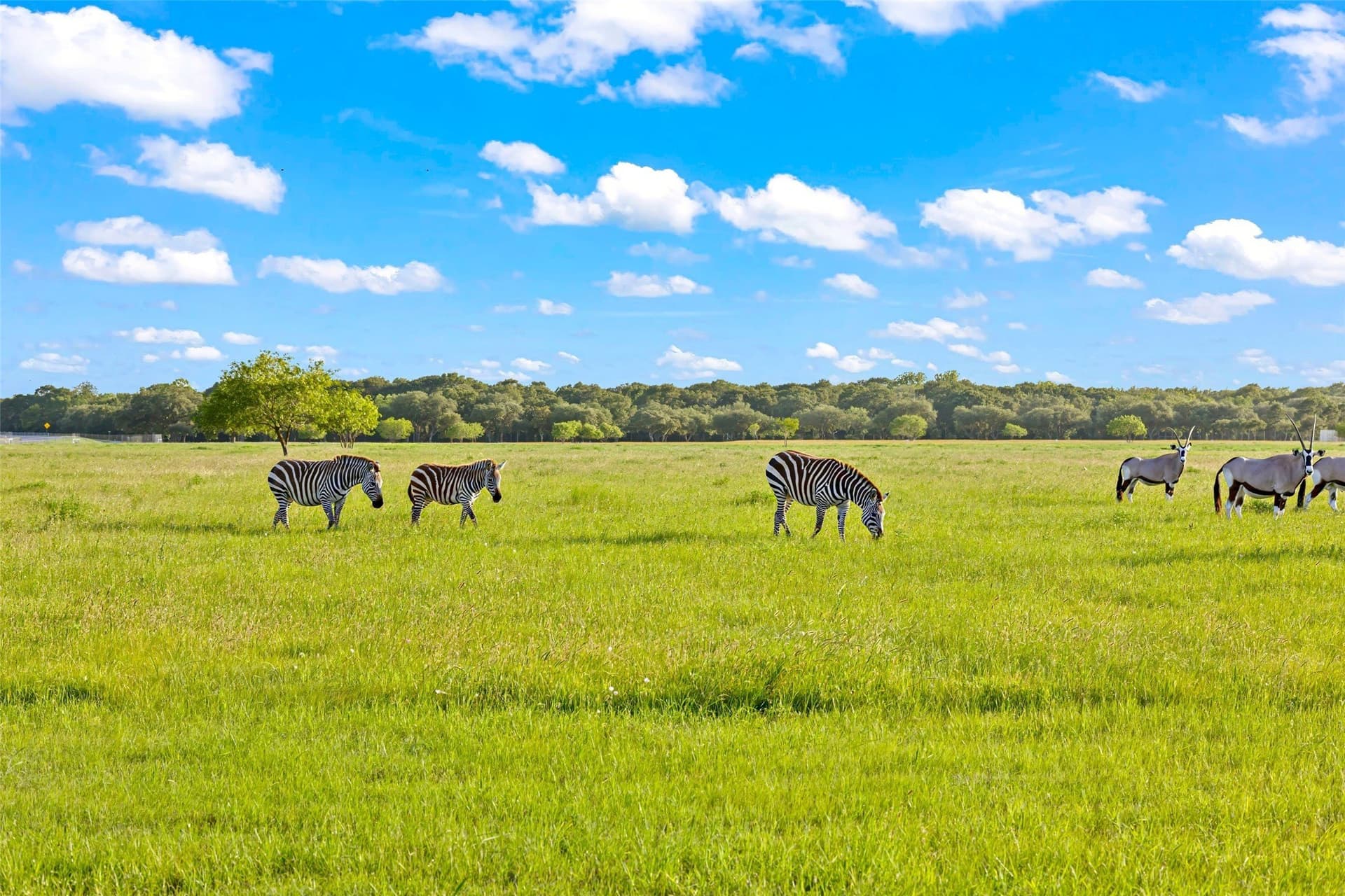 198.7 acres in Austin County - photo 26