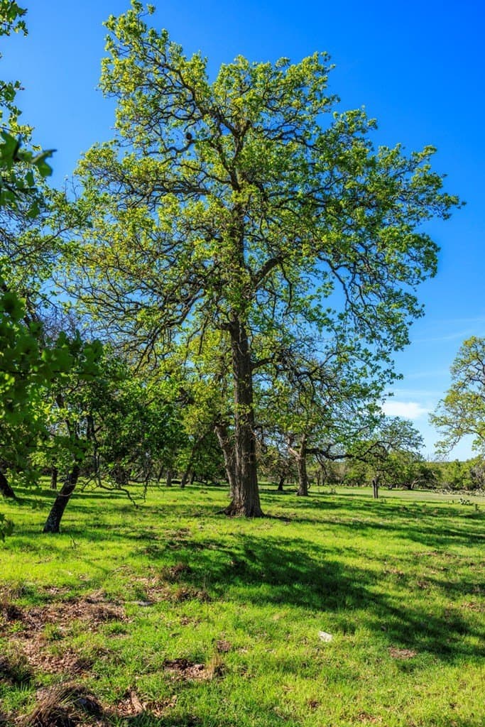 25 acres in Kerr County - photo 7