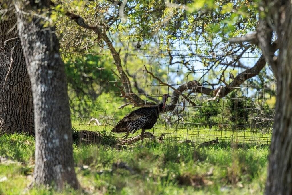 25 acres in Kerr County