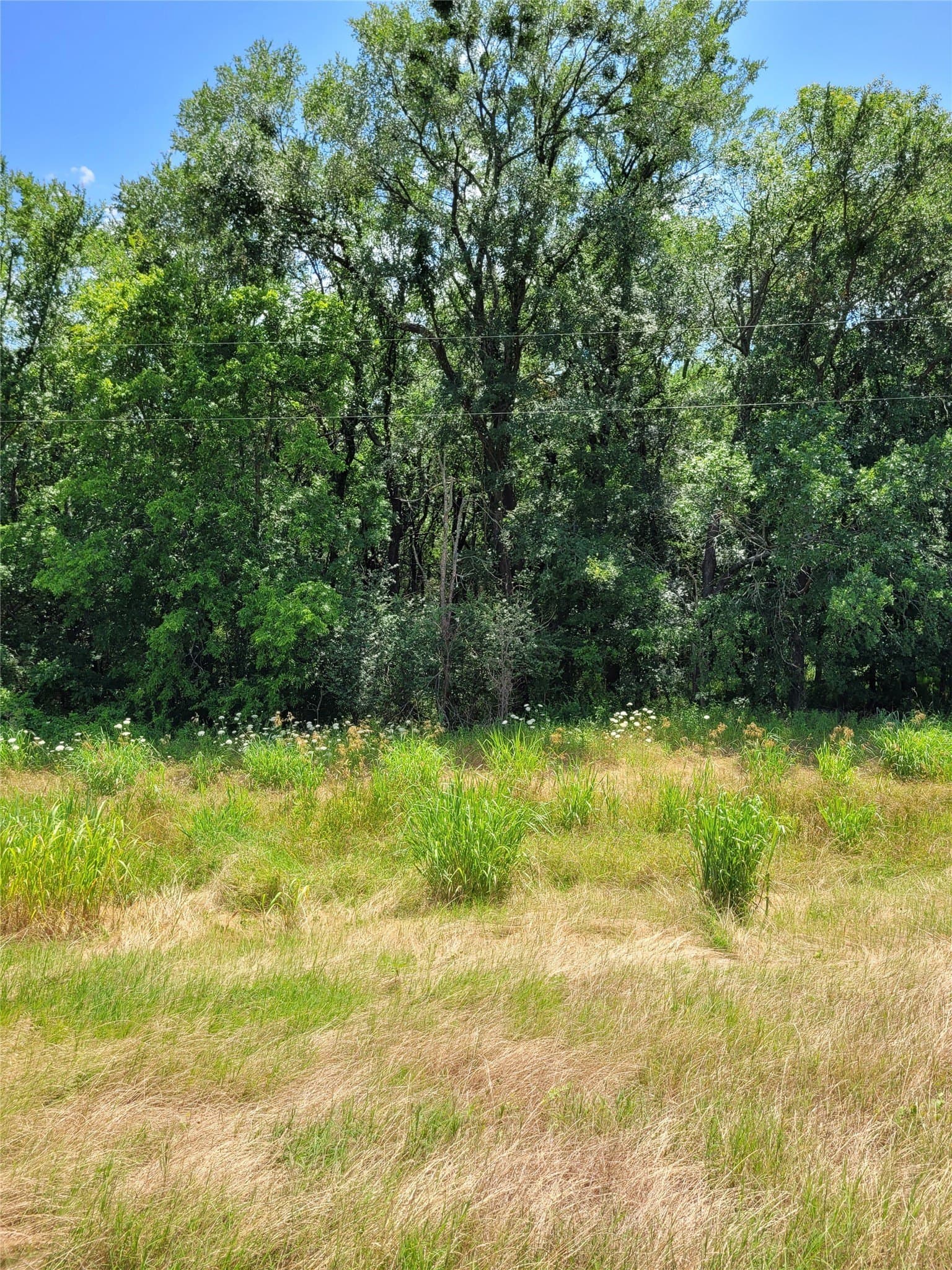 3.11 acres in Lamar County gallery image 4