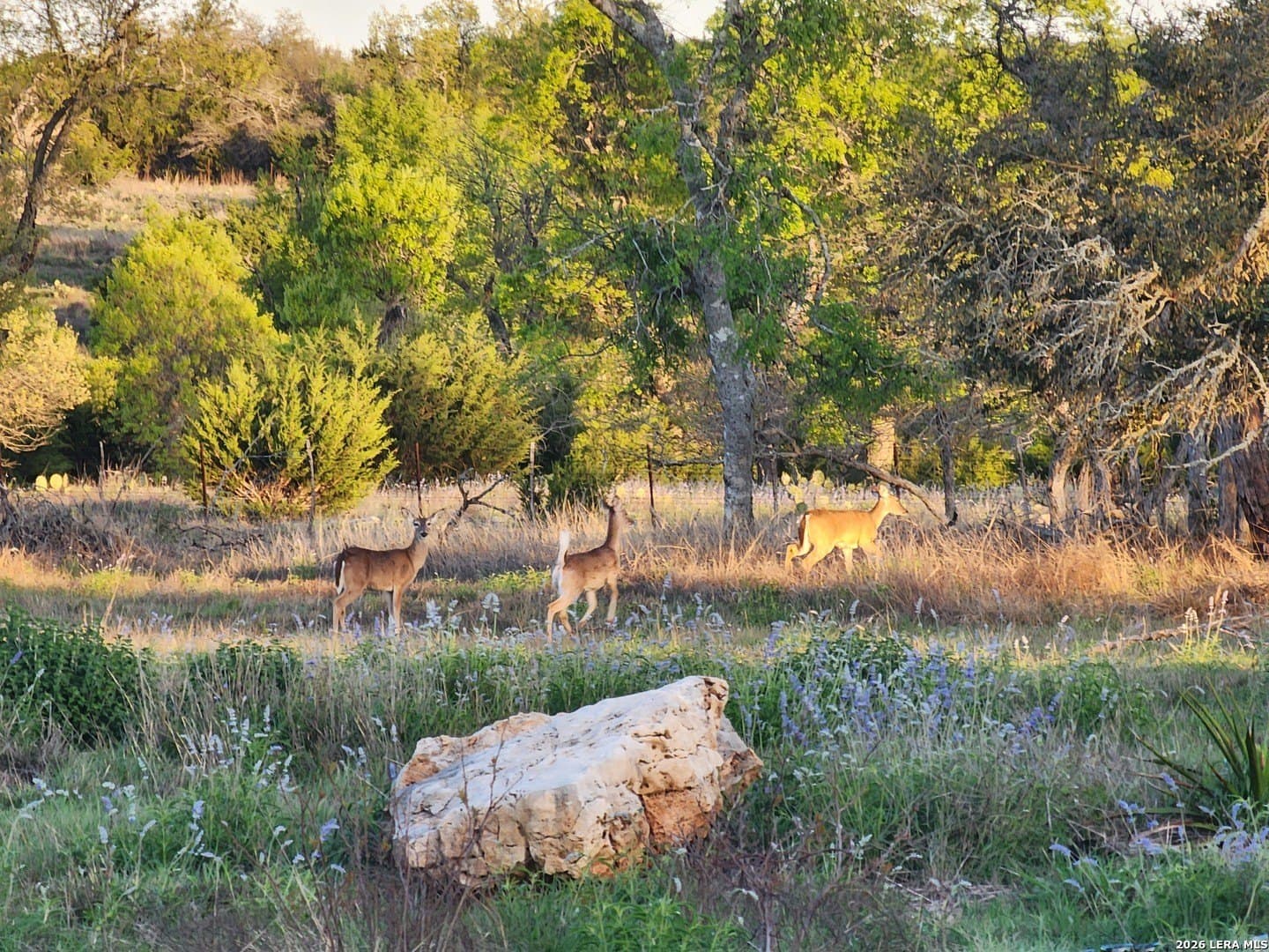 22.01 acres in Gillespie County - photo 51