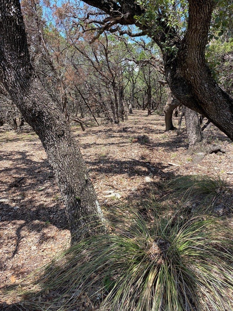 8.8 acres in Bexar County - photo 10