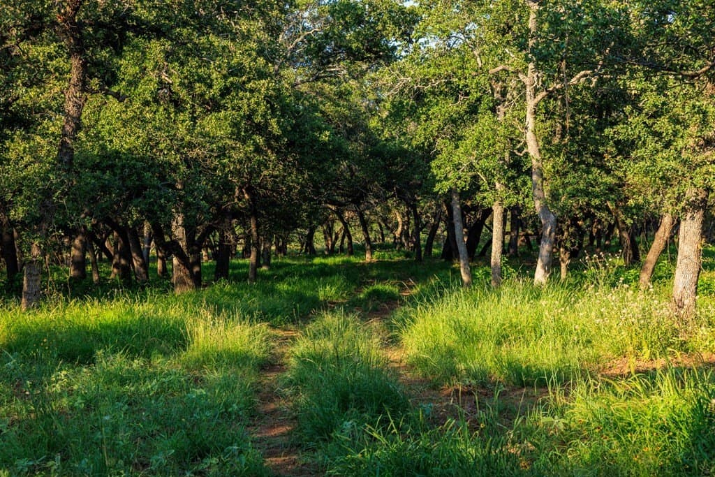 278 acres in Llano County - photo 29