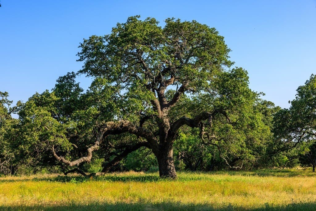 278 acres in Llano County - photo 28