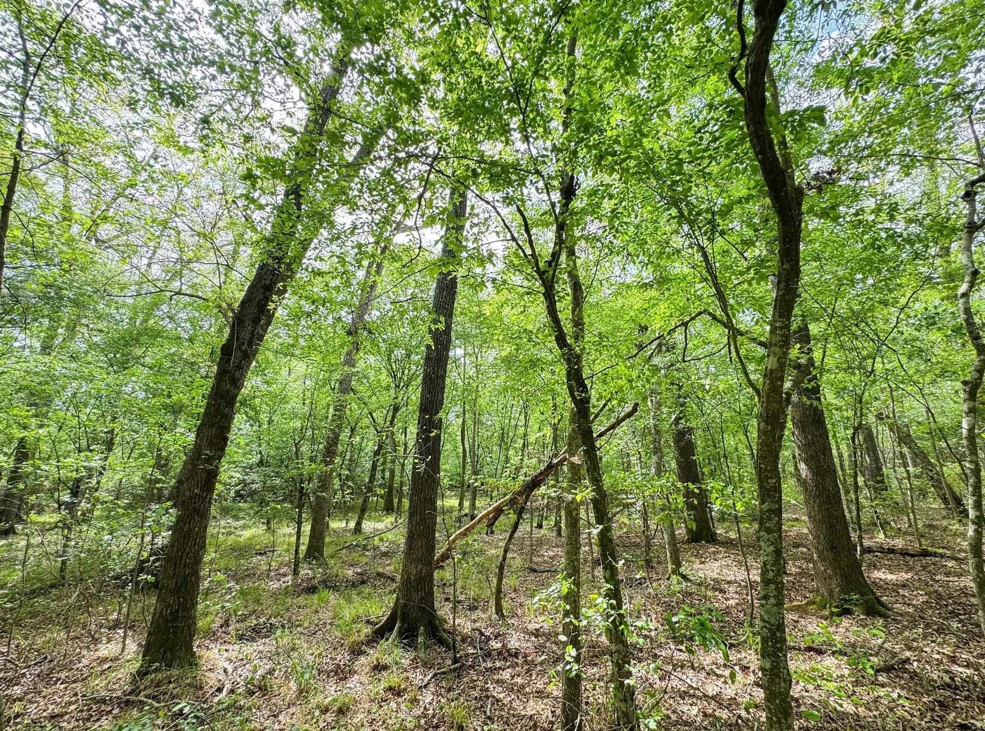 11.8 acres in Cass County - photo 8