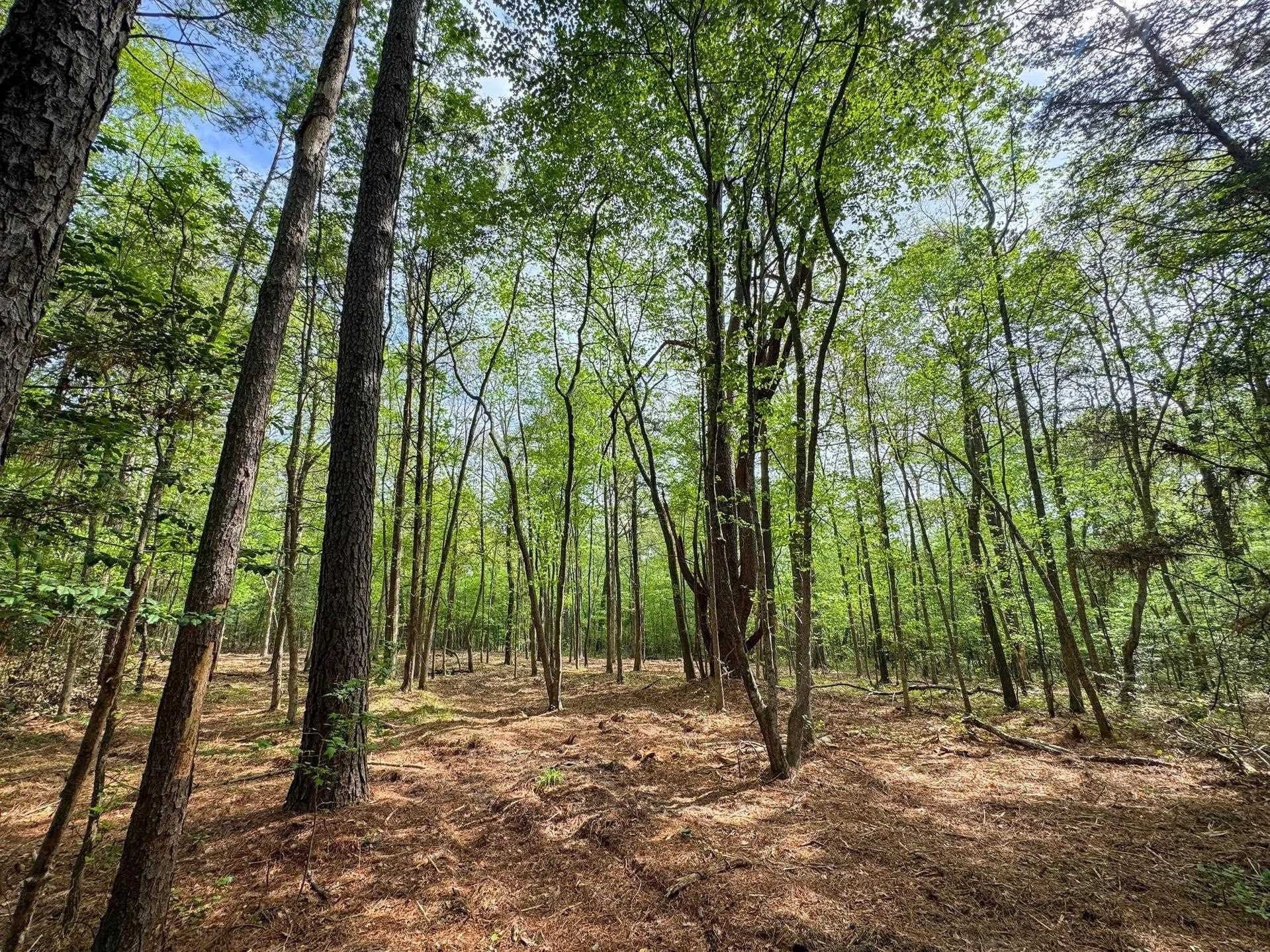 11.8 acres in Cass County - photo 6
