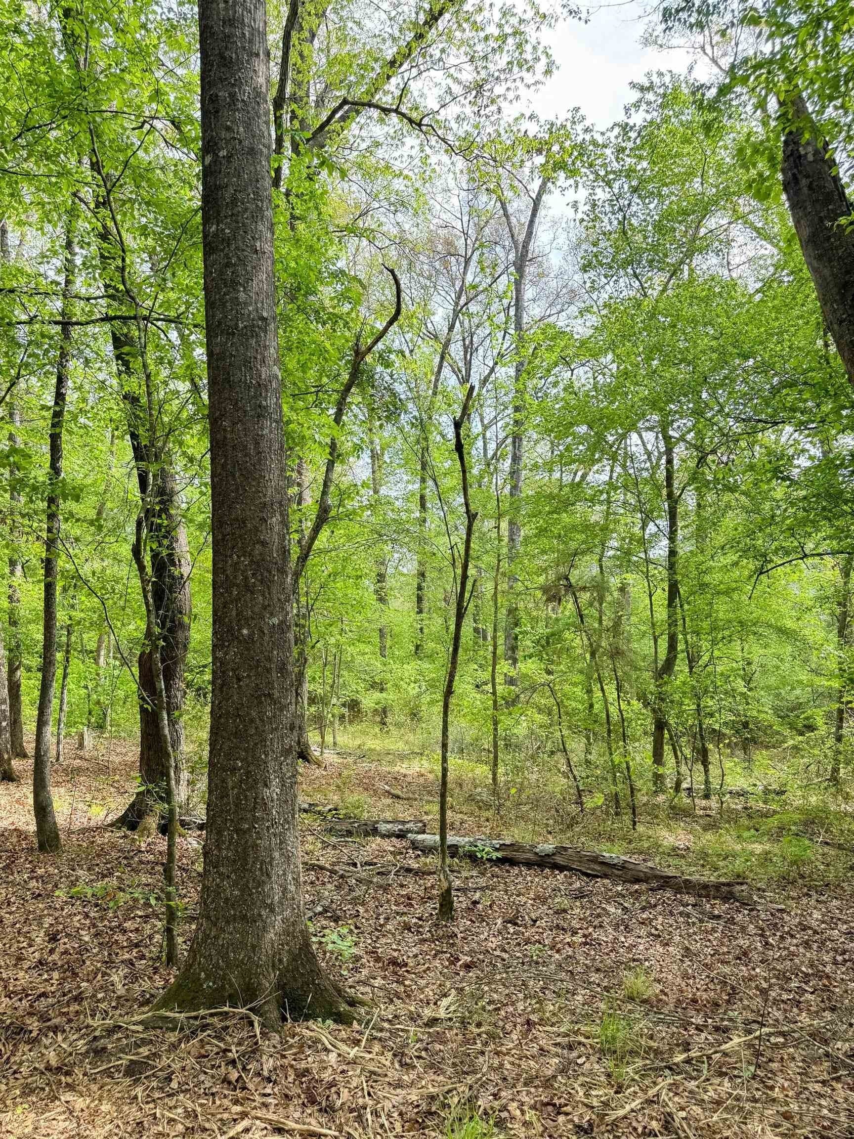 11.8 acres in Cass County - photo 11