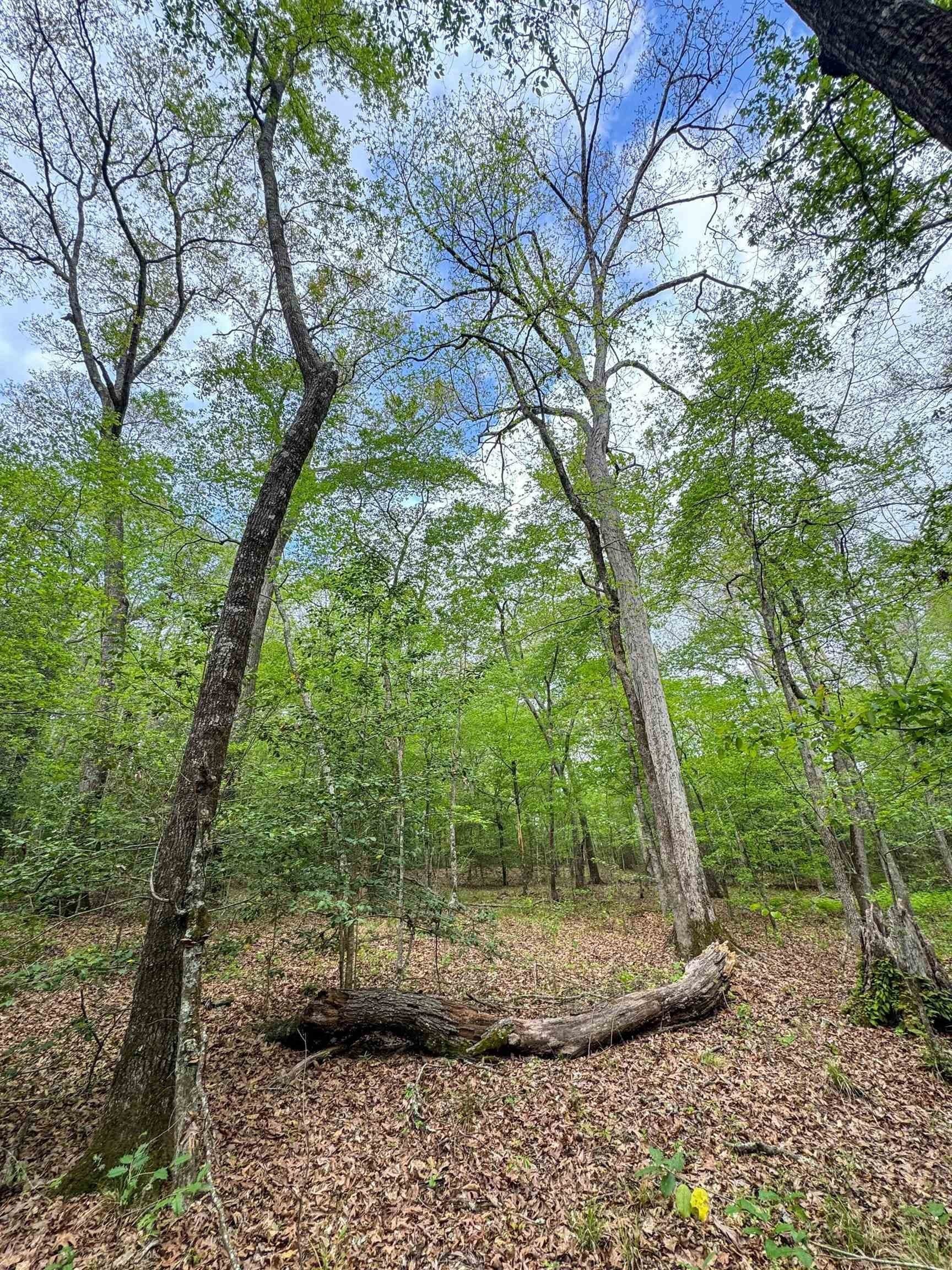 11.8 acres in Cass County - photo 10