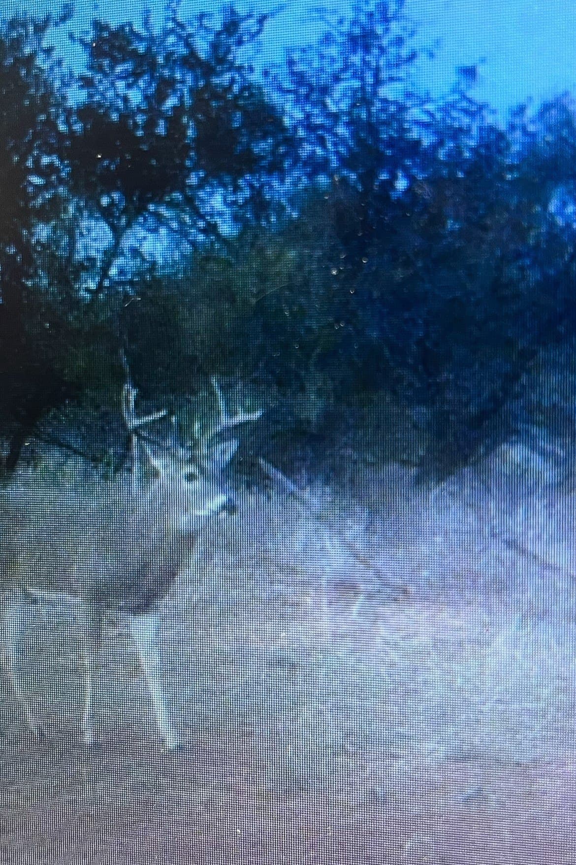 51.93 acres in Cottle County featured view