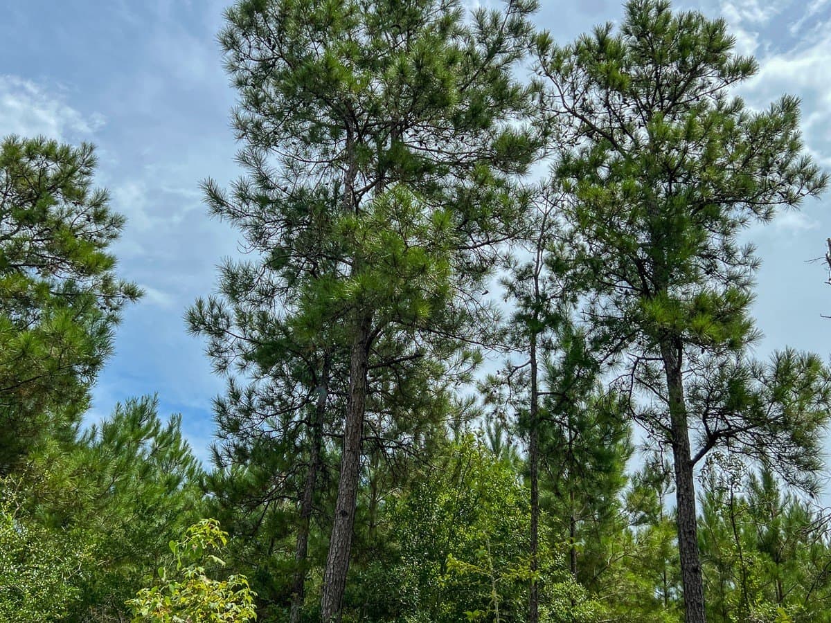 73 acres in Newton County - photo 4