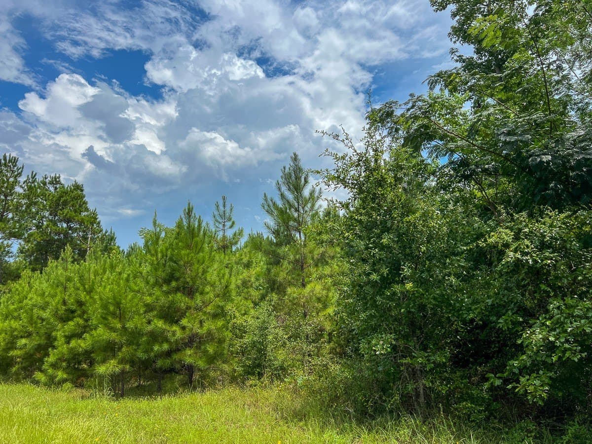 73 acres in Newton County - photo 3