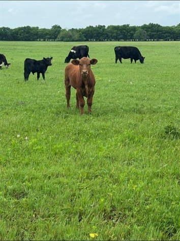10.5 acres in Grayson County featured view