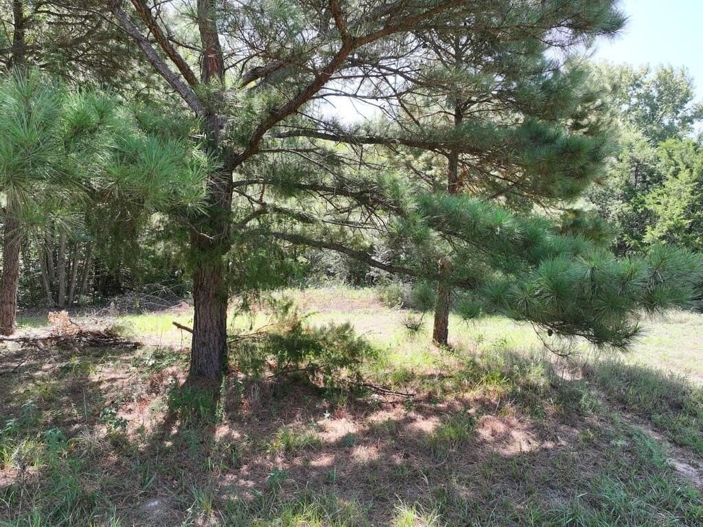 15.19 acres in Upshur County - photo 4