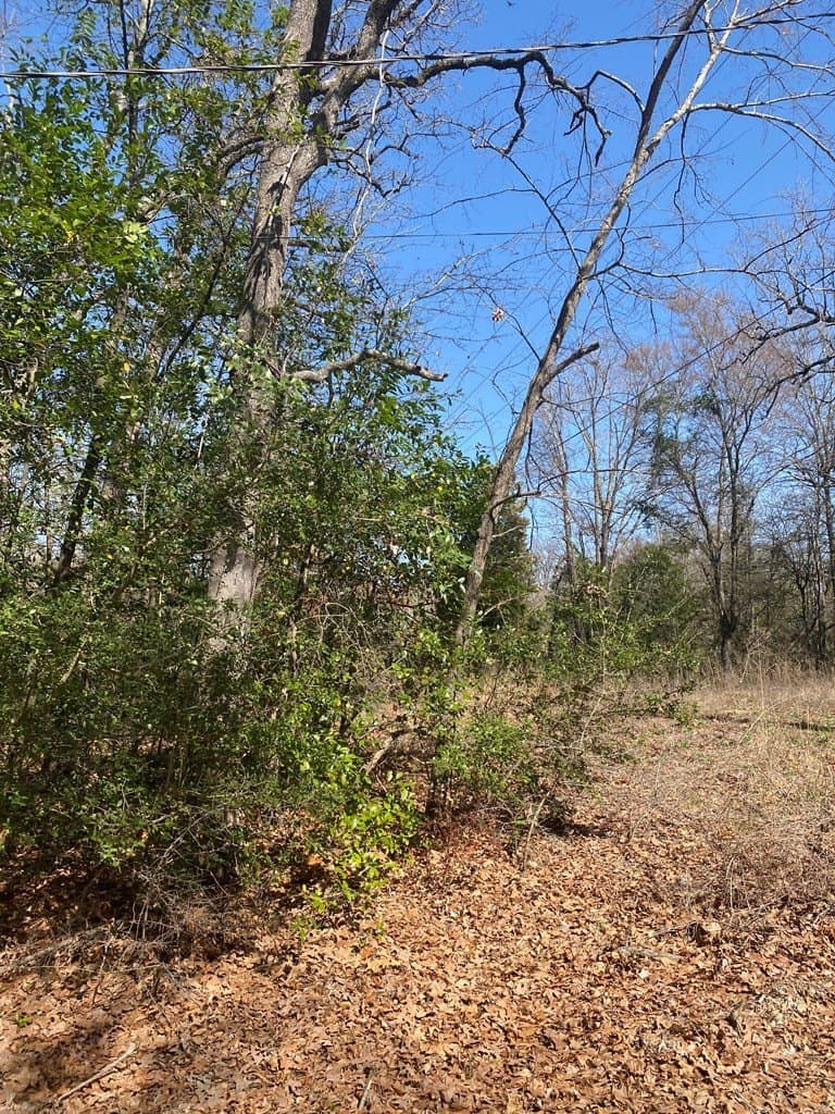 0.3 acres in Henderson County gallery image 2