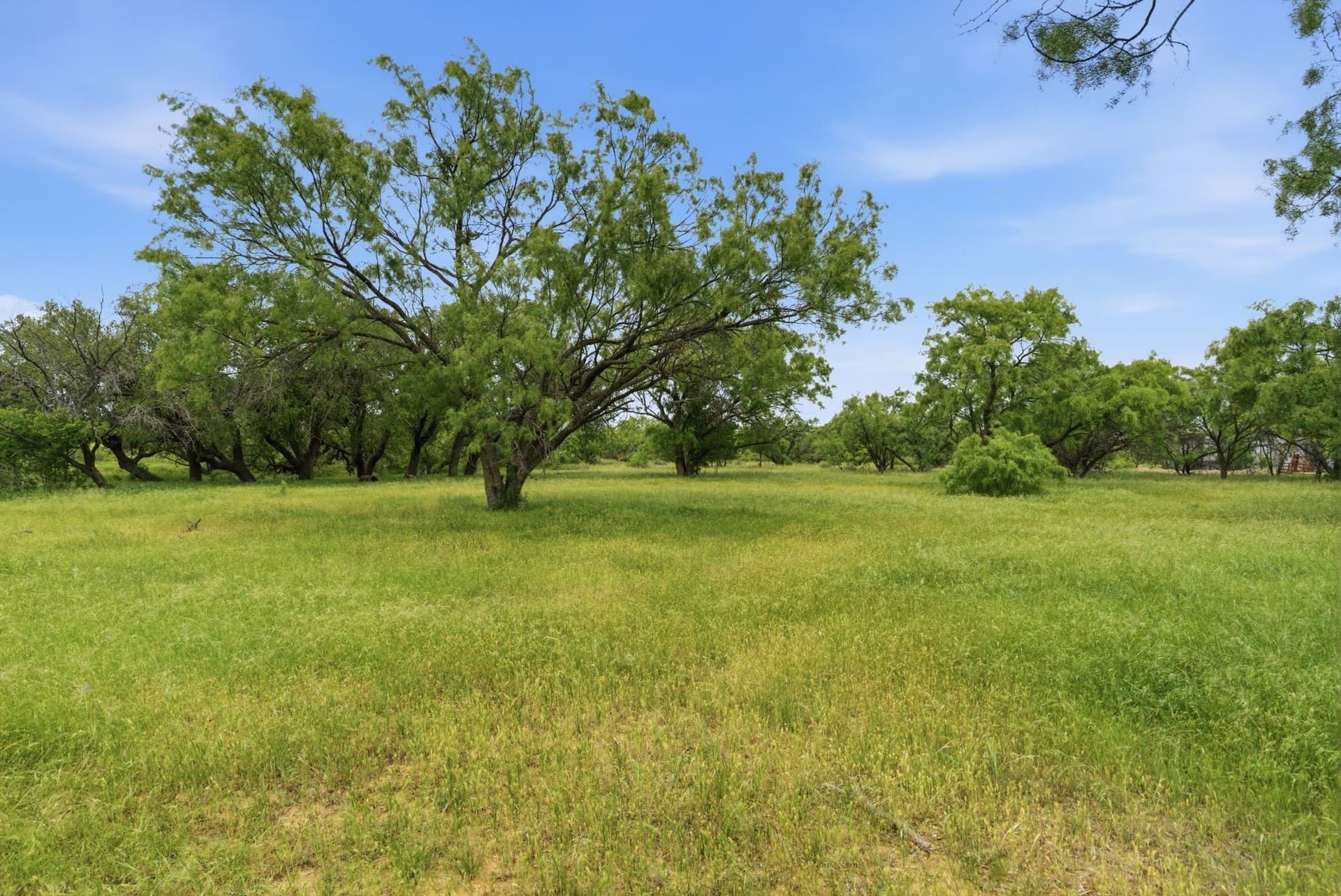 40 acres in Shackelford County gallery image 4