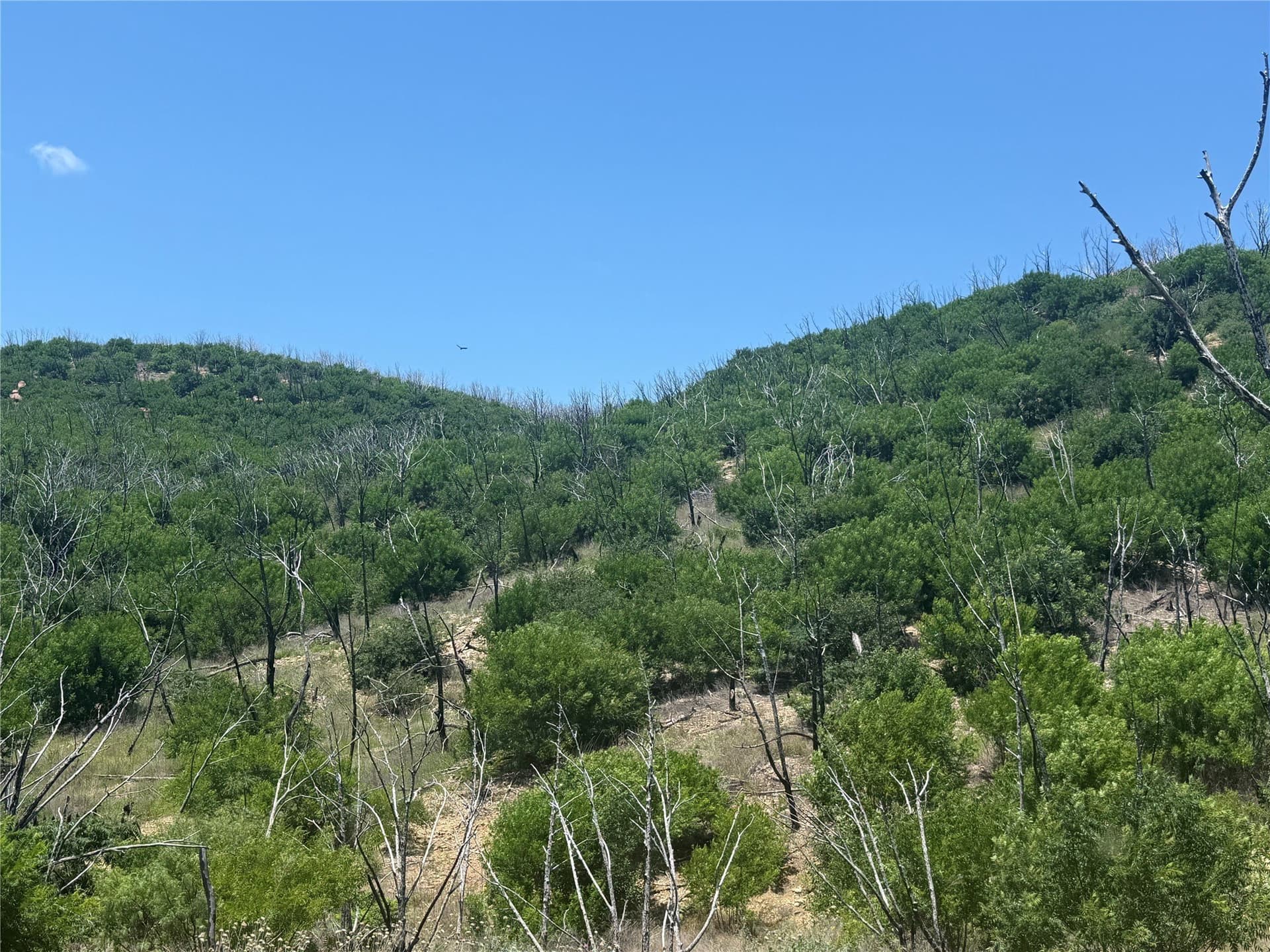 10.5 acres in Palo Pinto County - photo 20