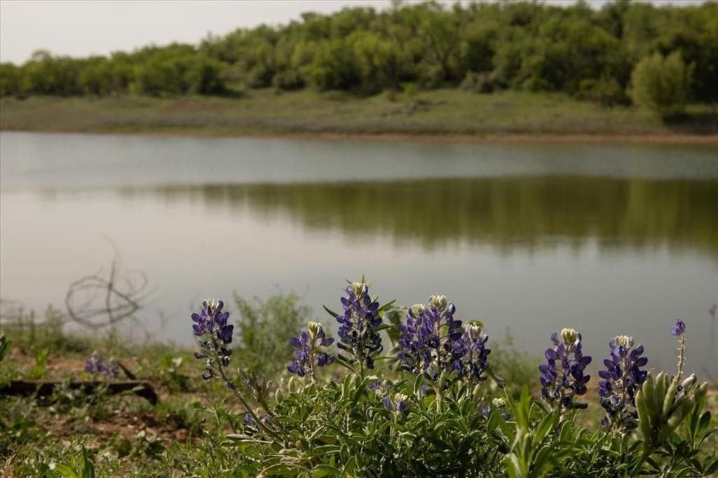 480 acres in Callahan County gallery image 4