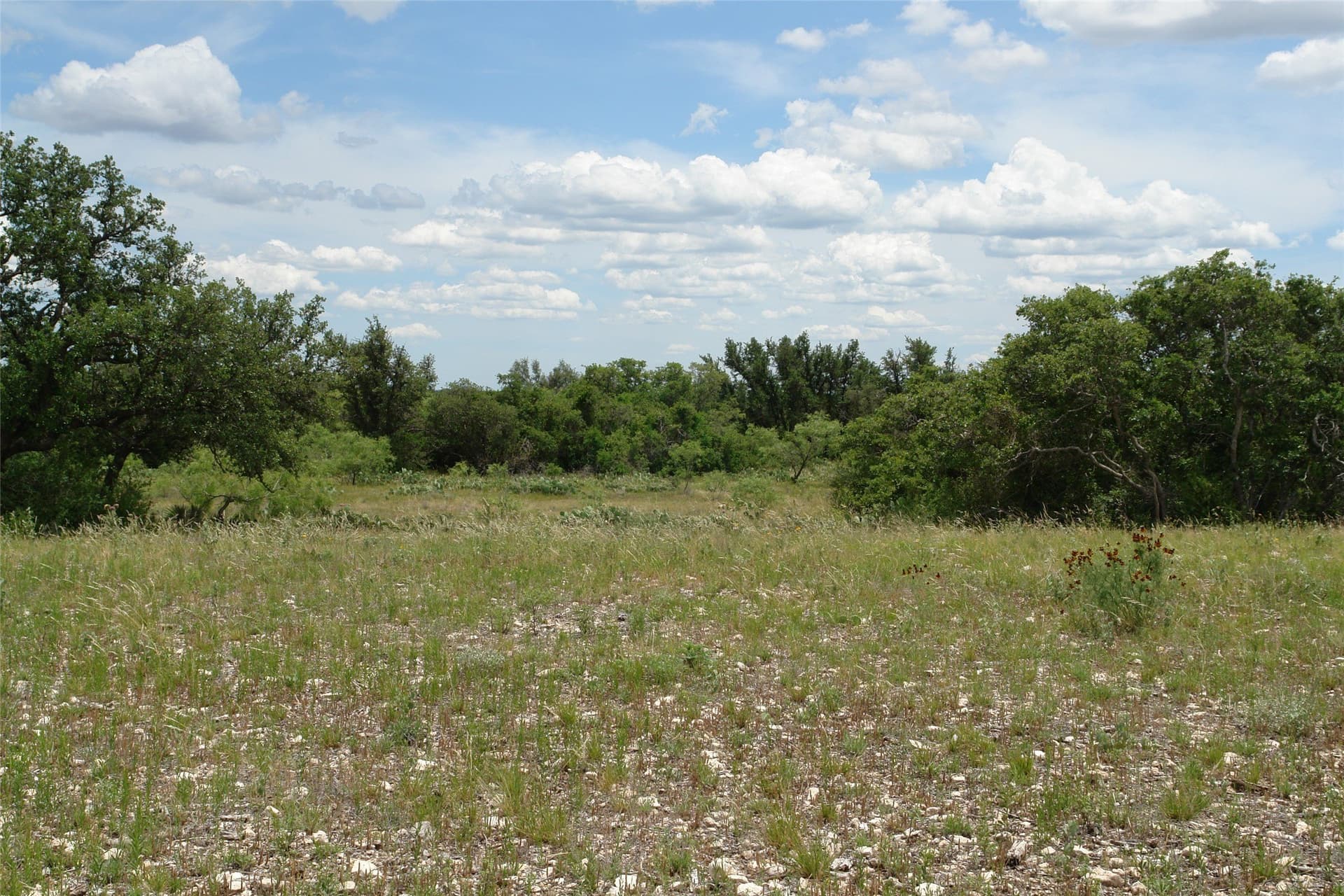 50.03 acres in Concho County gallery image 3