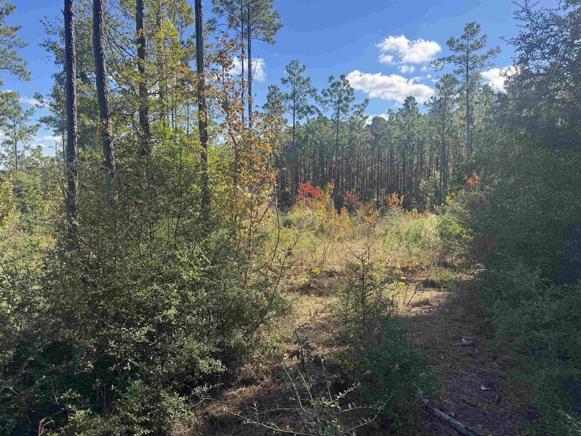 1 acres in Texas County gallery image 3