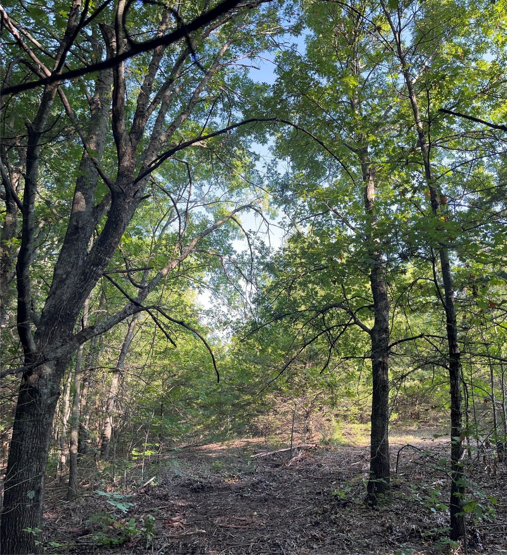 18.77 acres in Grayson County - photo 8