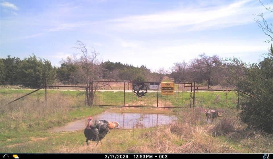 51.17 acres in Palo Pinto County gallery image 3