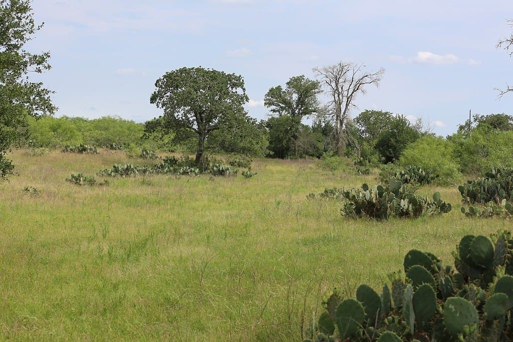 25 acres in Gonzales County gallery image 3