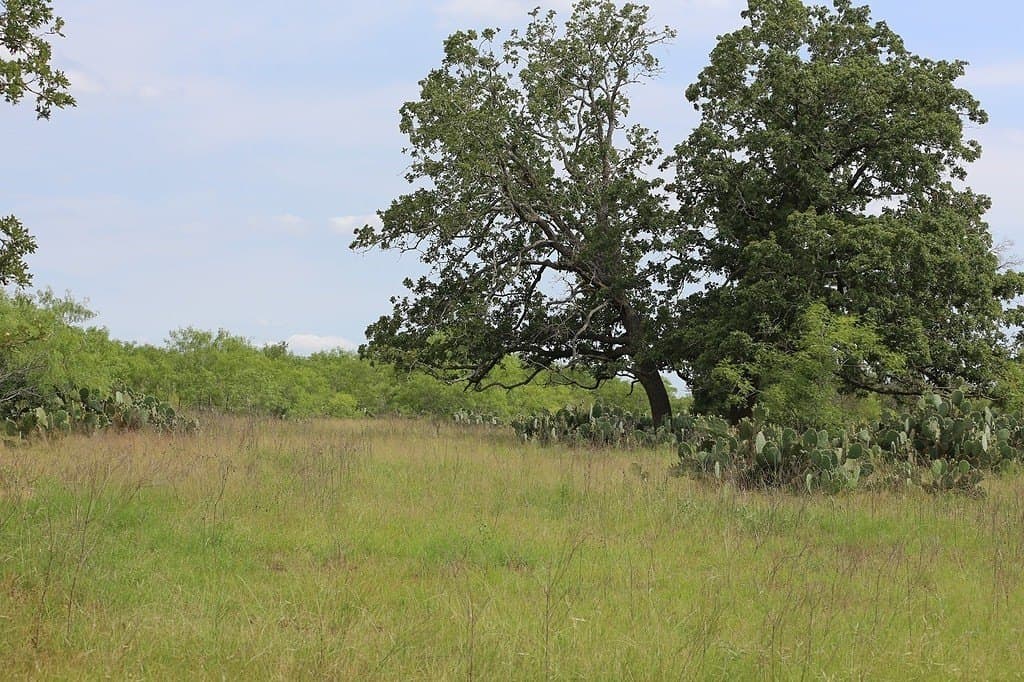 25 acres in Gonzales County gallery image 4
