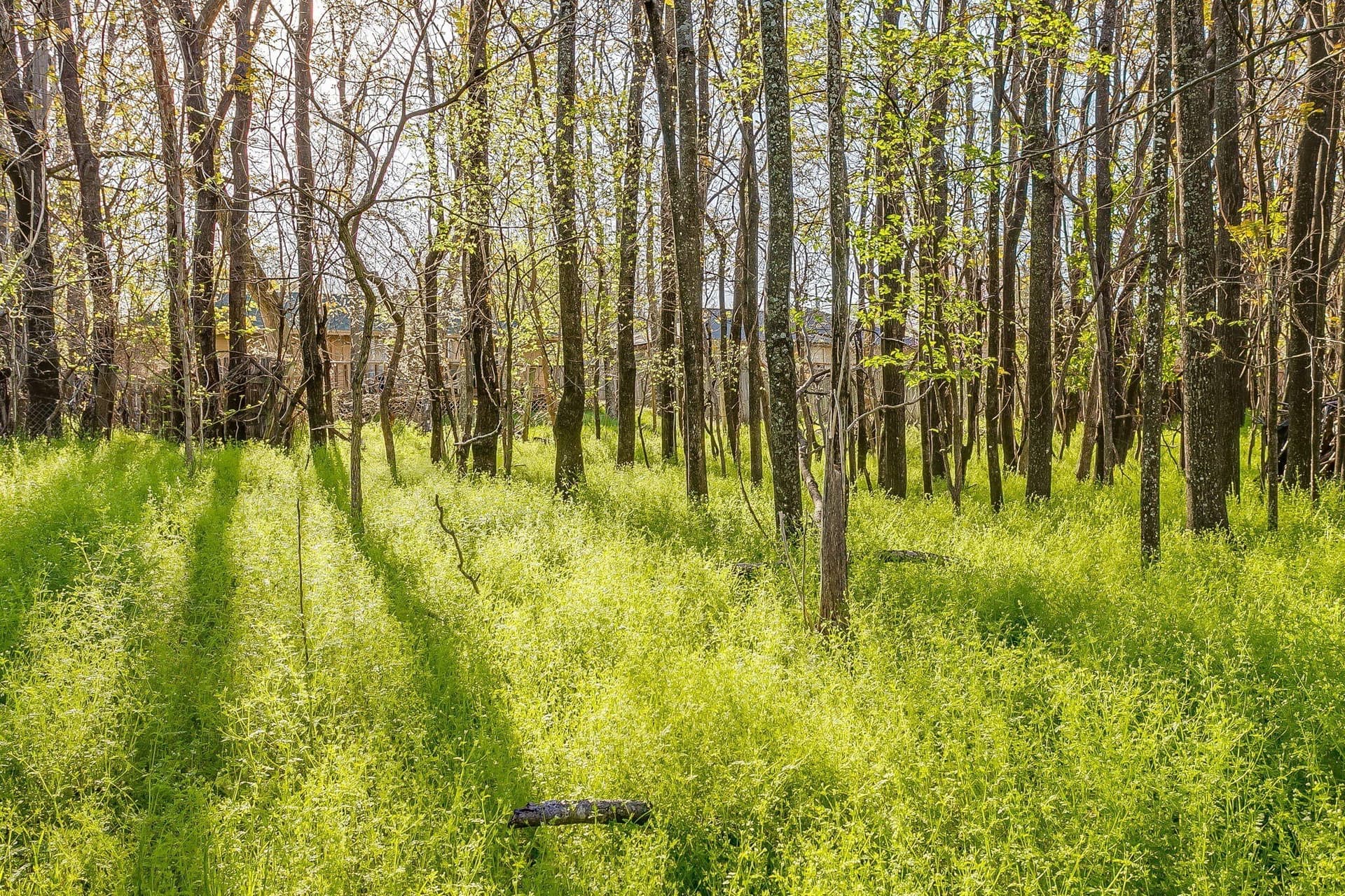 1.33 acres in Parker County - photo 16