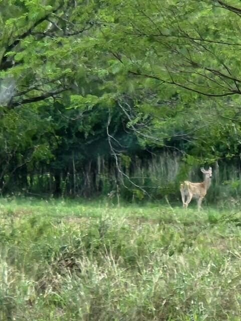 5.53 acres in Texas County - photo 4