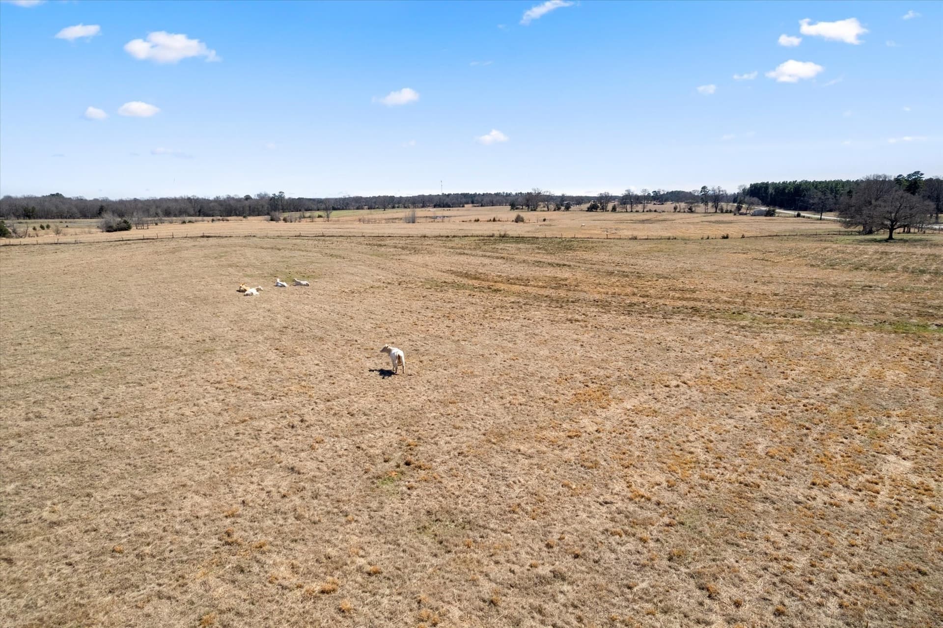 23.92 acres in Titus County - photo 16