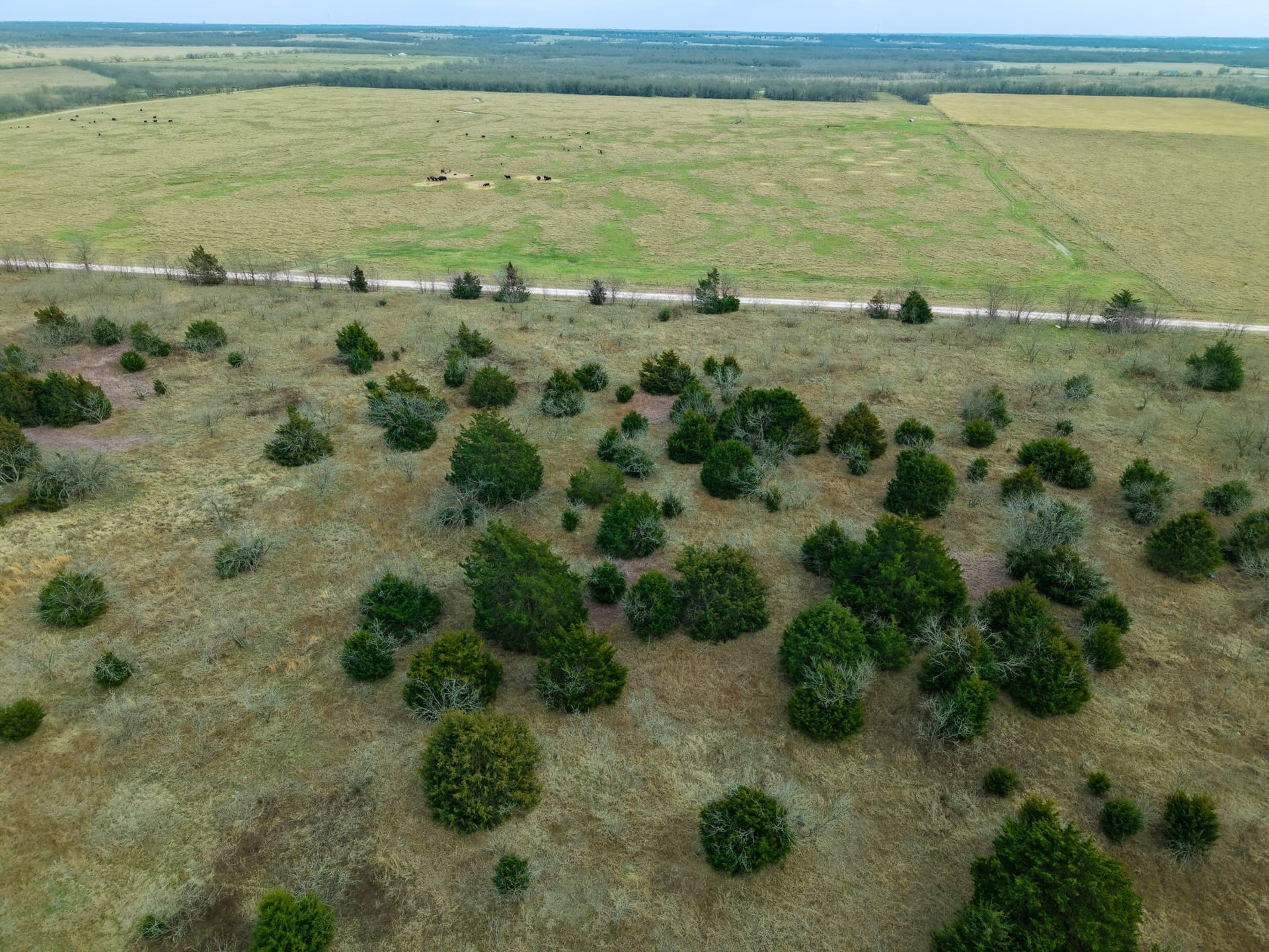32 acres in Limestone County - photo 14